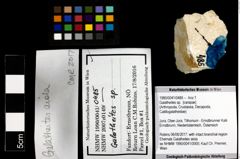 Foto (Objekt + Etiketten) von Galatheites sp. 